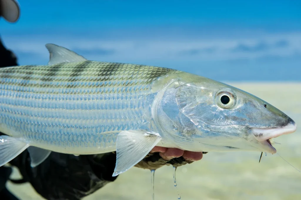 Bonefish