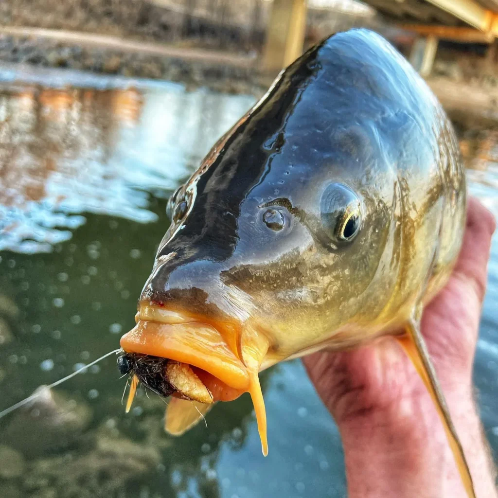 Carp on the fly feeding.