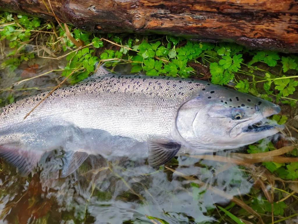 Chinook-Salmon.webp