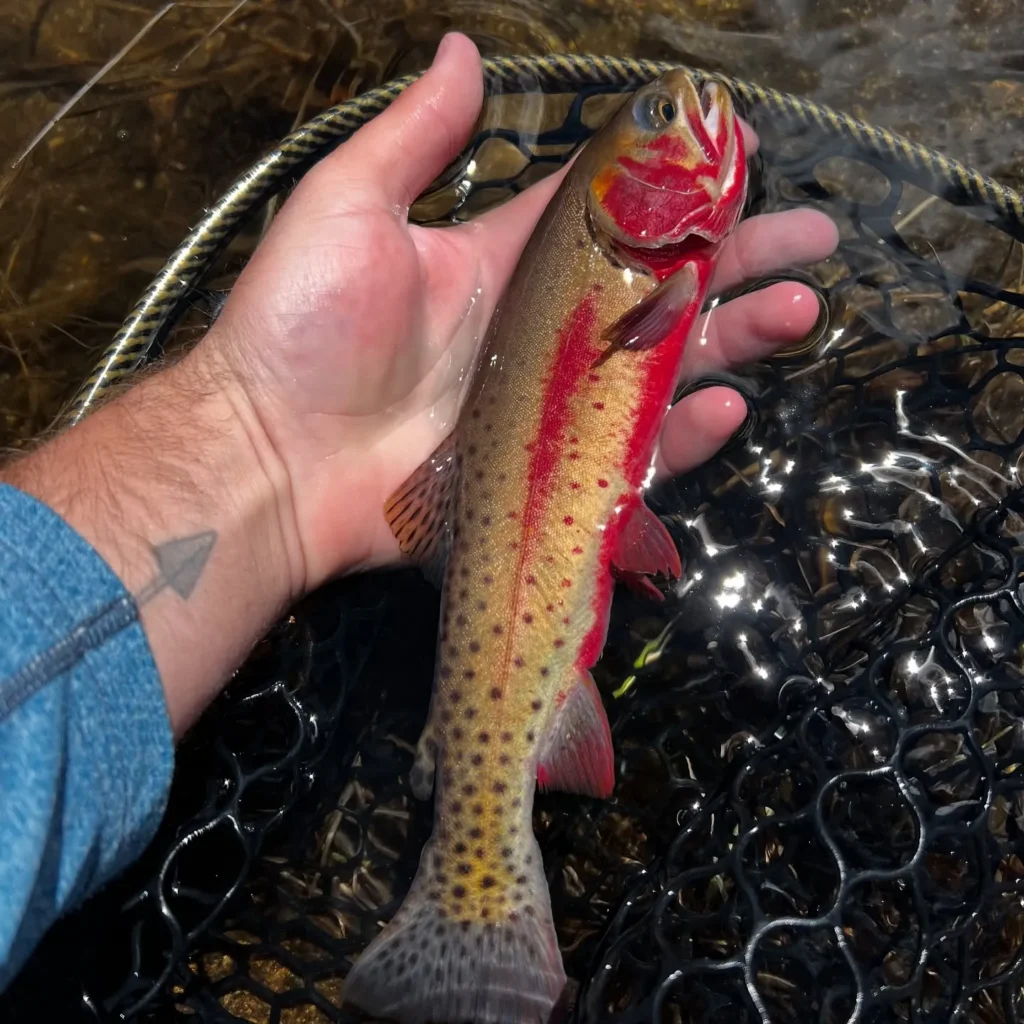 colorado fly fishing