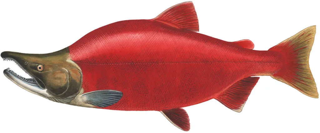 spencer_sockeye.webp