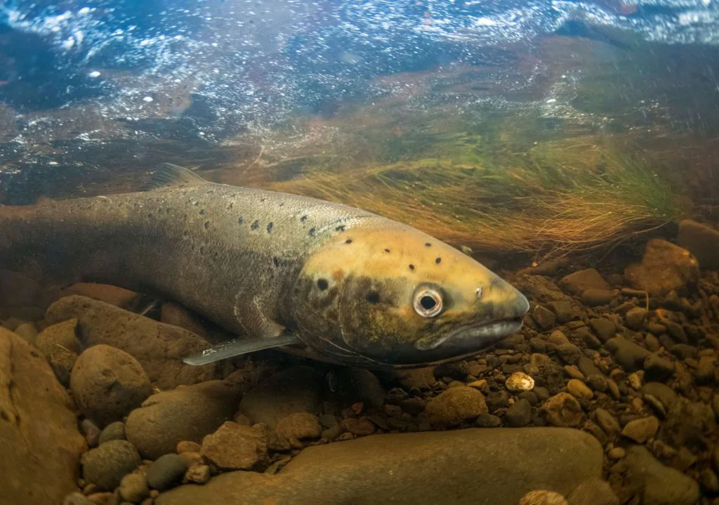 Atlantic-salmon-in-the-river.