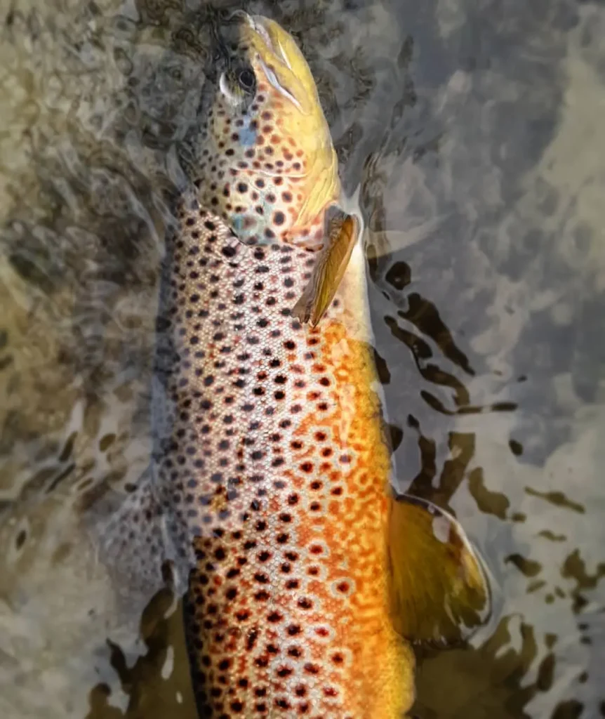 Bitterroot-River-fly-fishing-brown-trout.