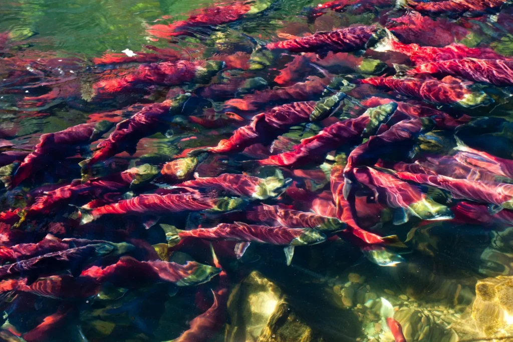 Bristol-Bay-Sockeye-Salmon.