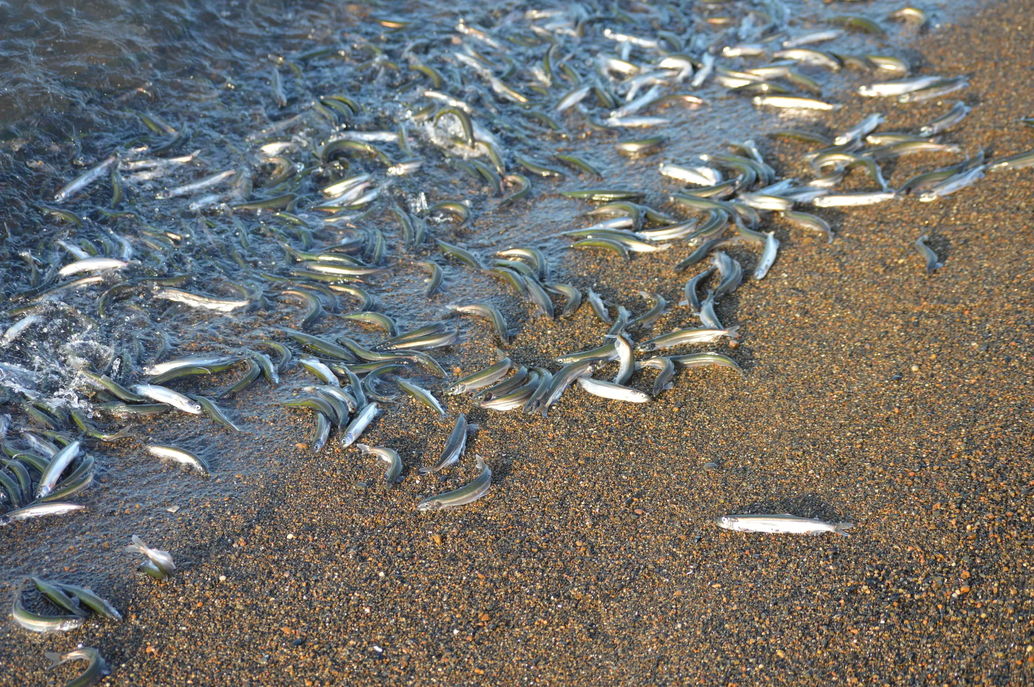 Capelin-Newfoundland-Atlantic-Salmon-Fishing.