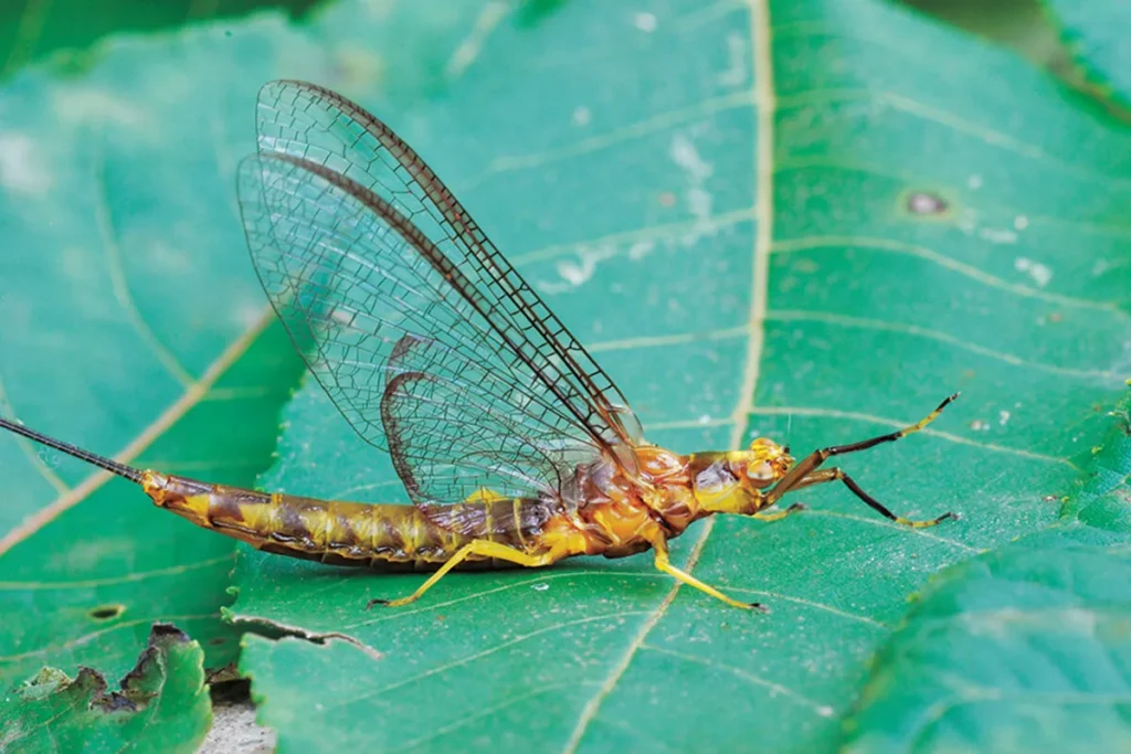 Hexagenia-Atlantic-salmon-fly-fishing-insect.
