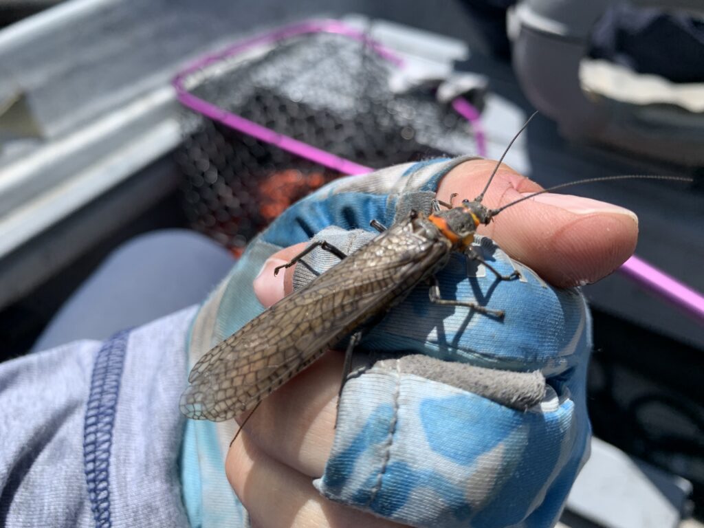South Fork Snake River Fly Fishing