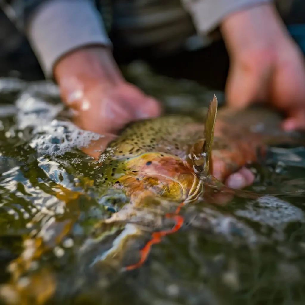 Keep-Fish-Wet-Angler-Holding-A-Trout-for-Catch-and-Release