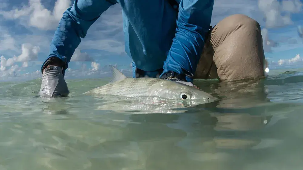 Keep-Fish-Wet-Bonefish.