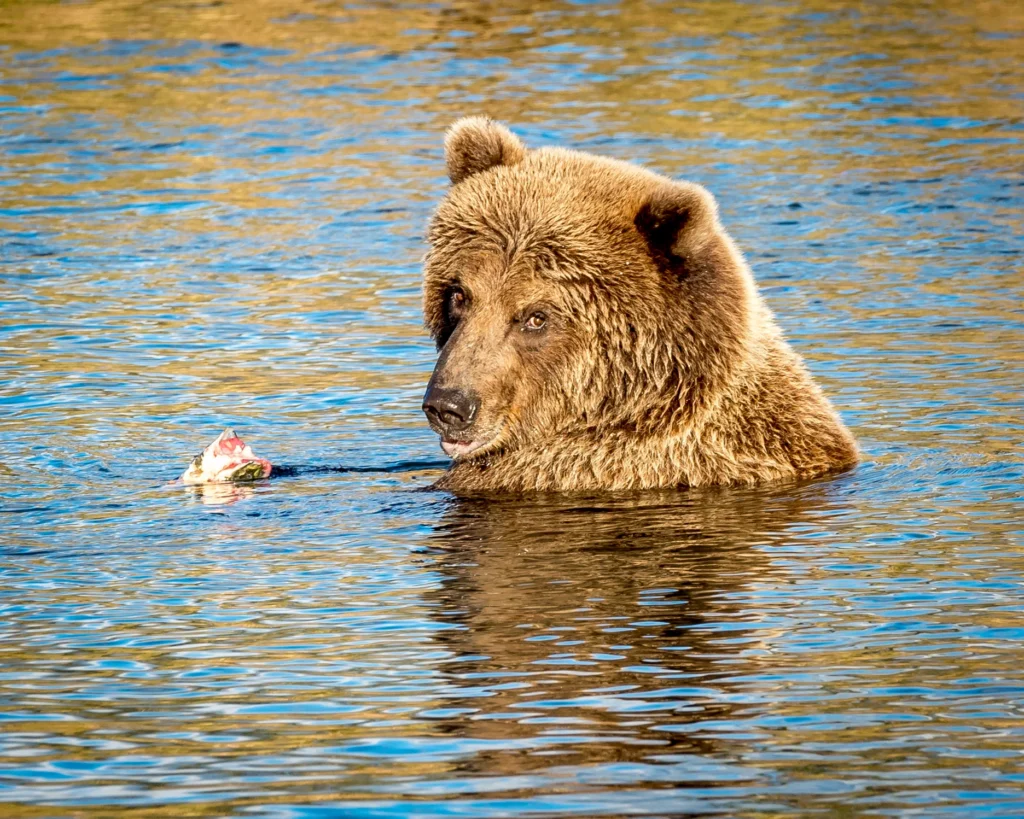 Klug-Alaska-Trout-Fishing-Bear.