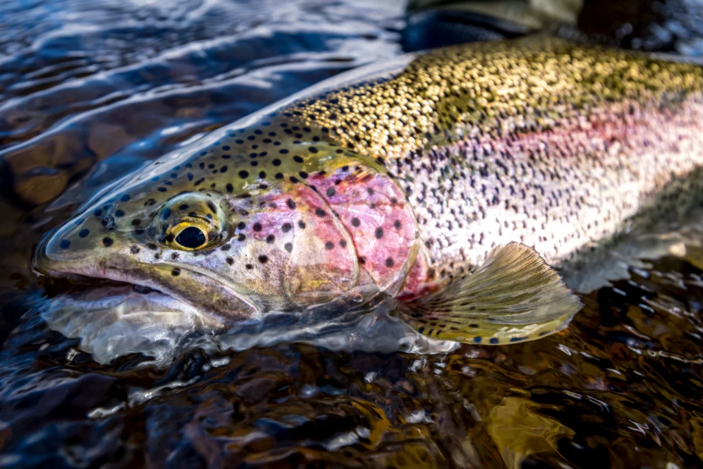 Rainbow-Trout-Alaska-Trout-Fishing.
