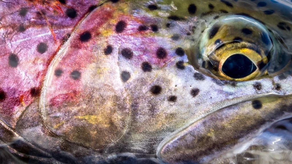Rainbow-Trout-Alaska-Trout-Fishing.