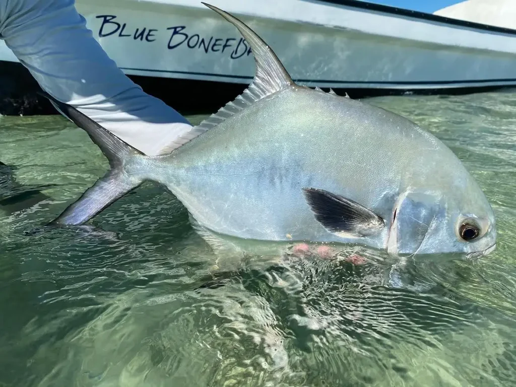 Permit Fishing Belize at Blue Bonefish Lodge