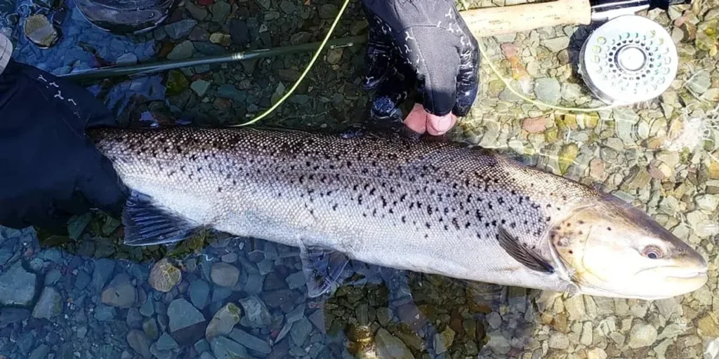 Sea-run-brown-trout-Atlantic-salmon-fishing.