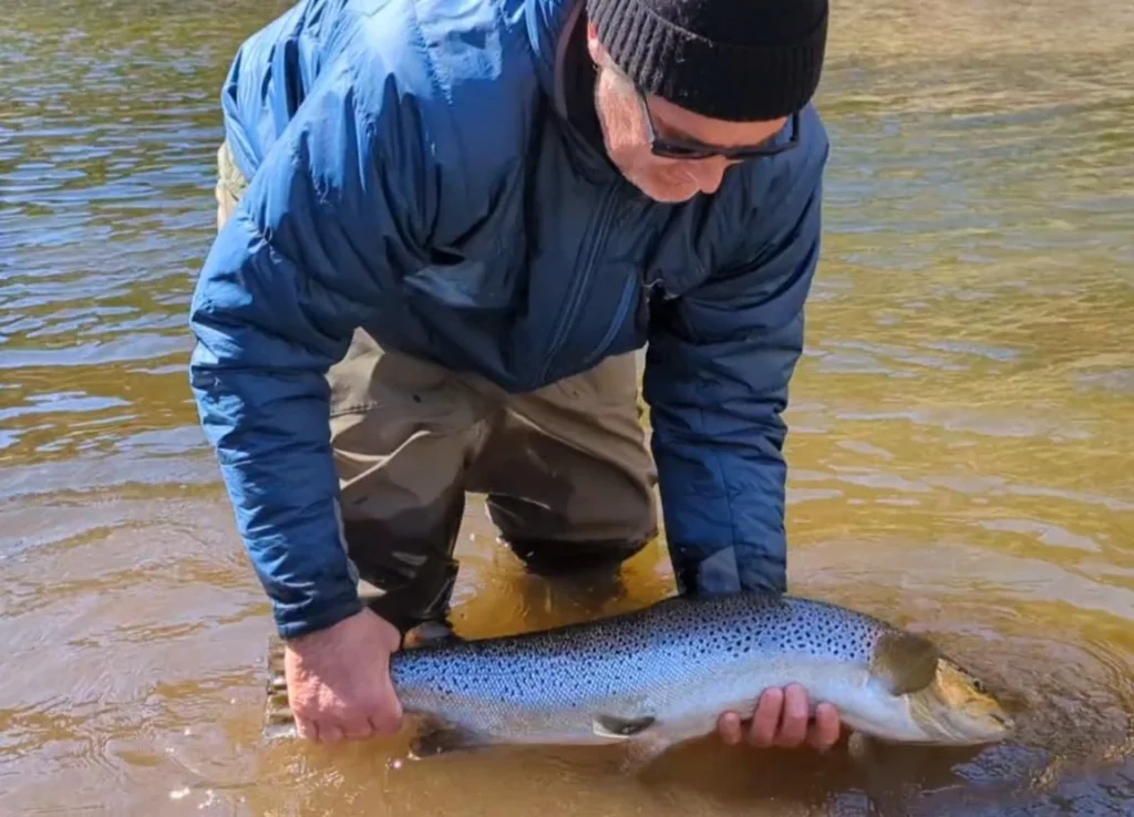 Silver-sea-run-brook-trout-and-Atlantic-salmon-fishing.