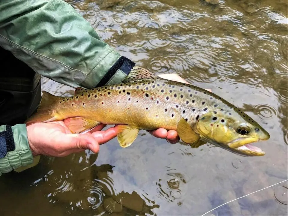 TIm Cammisa Trout on New Trout Water