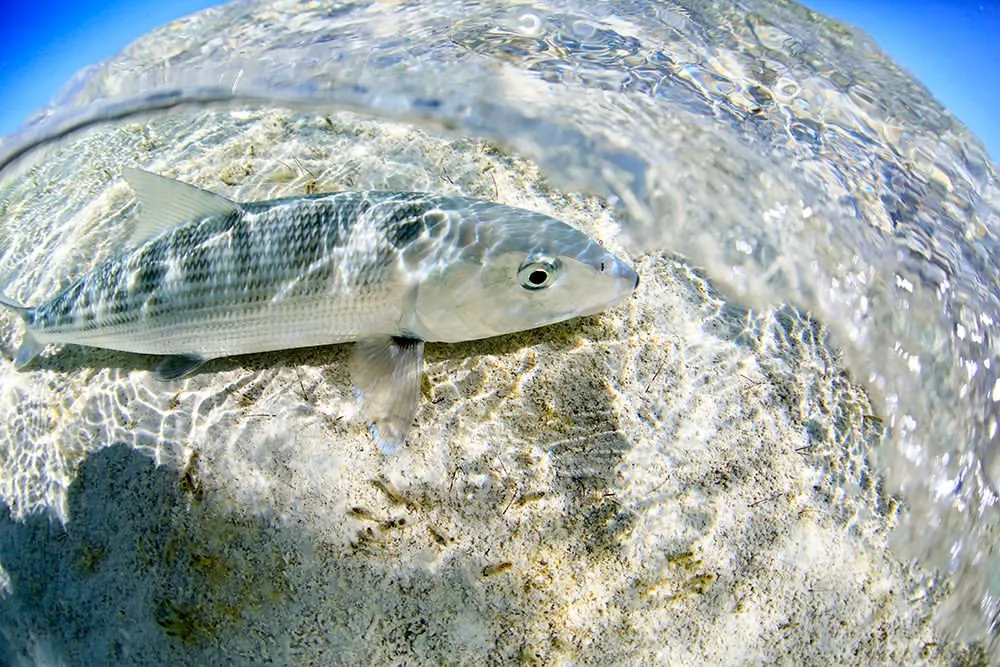 bonefish-as-catch-and-release.