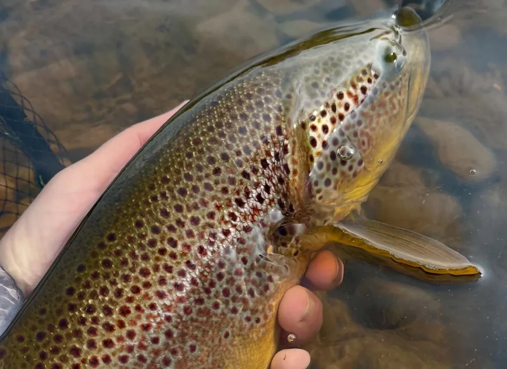 English-trout-fishing-trout-being-released.