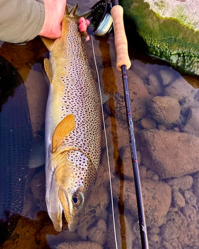 Streamer Spey Fishing for Big Trout