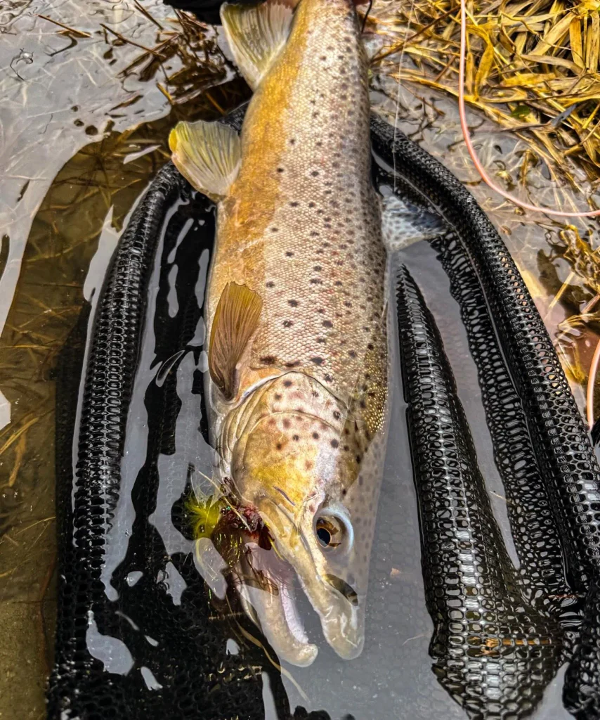 Streamer Spey Fishing for Big Trout