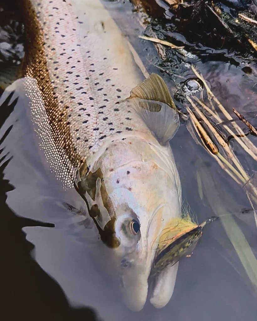 Streamer Spey Fishing for Big Trout